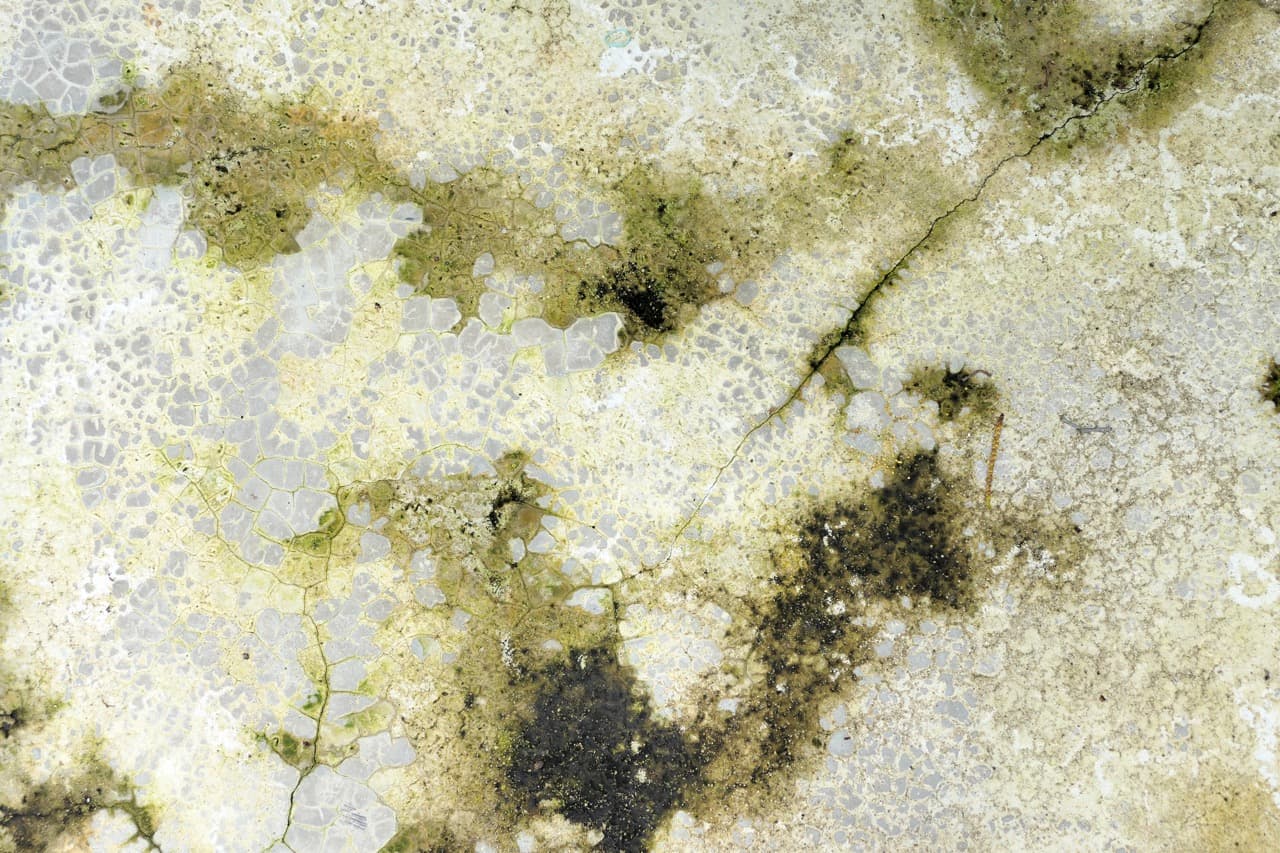 Close-up of mold growth on a wall